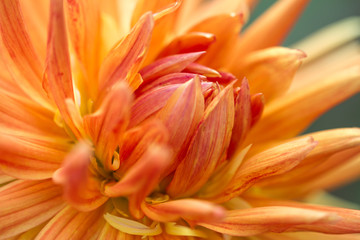 Blossom of a dahlia in yellow, orange and red in full bloom