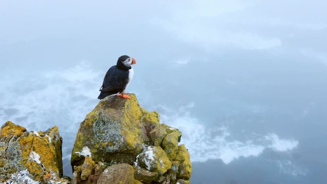 Puffin on the rocks at latrabjarg Iceland, close-up.