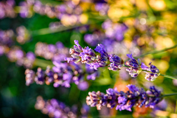 field of purple flowers