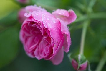 close-up of a blooming red rose with raindrops