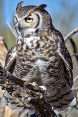 Full front view body shot of Great Horned Owl on branch and looking to the left.