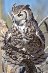Full body shot of Great Horned Owl on a branch and looking left.