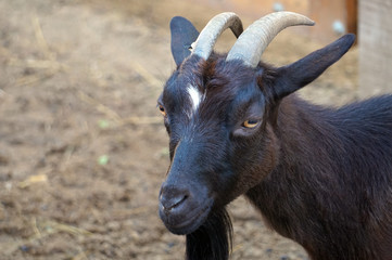 Young goat - close-up photograph