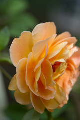 Fototapeta premium close-up of the blossom of a yellow rose