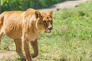 Obraz premium Lioness Walking through Savanna