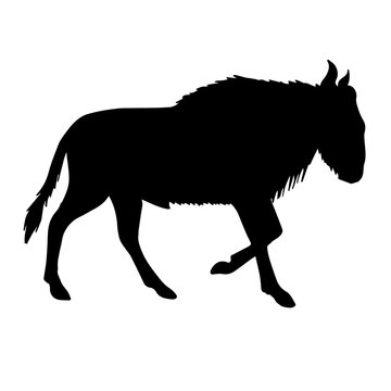 Vector black silhouette of african wildebeest isolated on white background