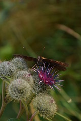 butterfly on flower