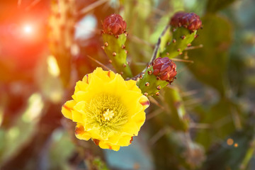 Beautiful blooming yellow cactus flower, close up