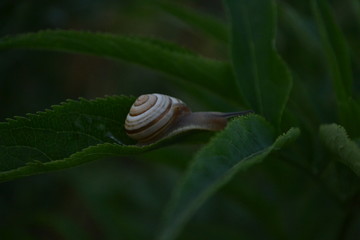 snail on a green leaf