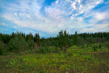 Summer meadow landscape with green grass and wild flowers on the background of a coniferous forest.