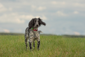 Fototapeta premium Young small proud english springer spaniel is standing in the grass in a green meadow
