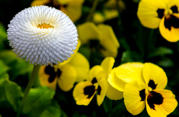 Closeup of colorful black and yellow pansy flowers and White chrysanthemum flower pompon variety, Bellis perennis white, english daisy close-up on the soft blurred green background. 