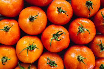 Tomato Harvest