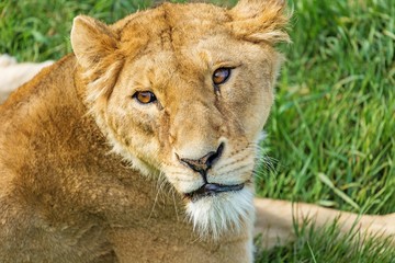 Fototapeta na wymiar Lioness Lying down