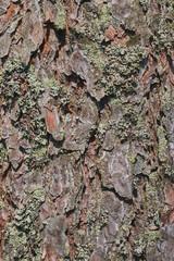 The texture of the bark of an old tree with green moss. vertical view. background from tree bark for design.