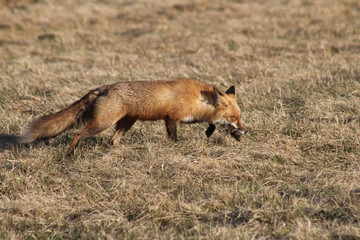 Naklejka na ściany i meble Beautiful and intelligent animal of the American fauna one of the mammals most precious for its skins, without a doubt the red fox adorns the landscape with its presence.