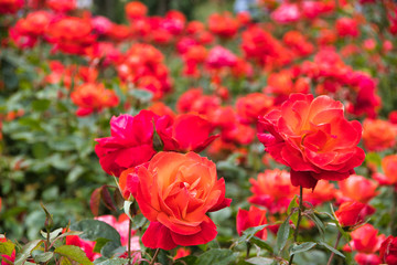 orange rose flowers in the garden
