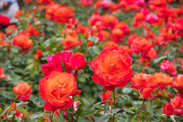 orange rose flowers in the garden