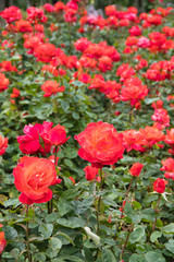 Fototapeta premium orange rose flowers in the garden