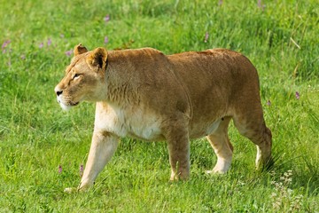 Lioness Hunting