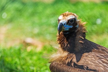 Griffon Vulture