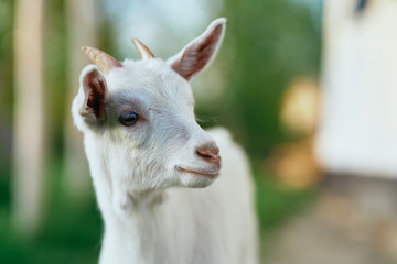 Fototapeta premium portrait of a goat