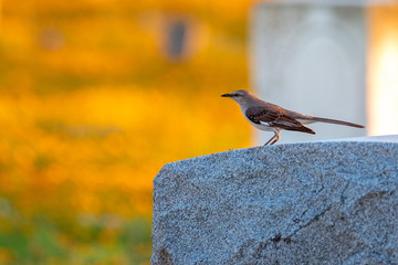 northern mockingbird sitting on stone with golden field boked  background