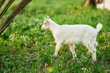 Obraz na płótnie Canvas goat on green grass