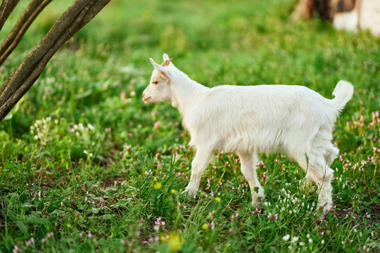 goat on green grass