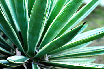 Fototapeta premium prickly plant with green and white leaves