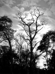 A dry tree against a cloudy sky, viewed from below upwards. Black and white photo. Sadness and loneliness. Winter.
