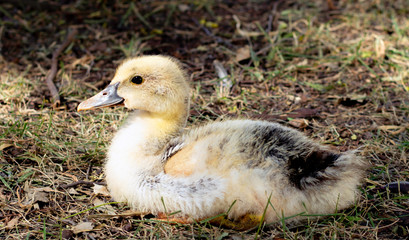 duckling on grass