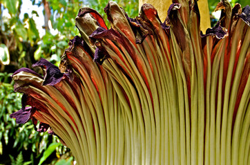 Closeup of spathe of the giant corpse flower. View up to 8’ edge of spathe, the spadix rises 2’...