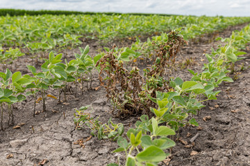 Waterhemp and weeds wilting and dying in soybean field after dicamba herbicide spraying