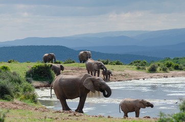 Group elephants near to a lake , elephant national park of Addo South Africa