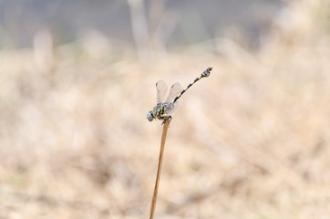 A yellow dragonfly on a stalk in Africa