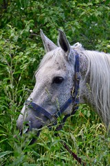 Grey horse lay down in the grass