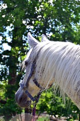 Grey horse with a long mane