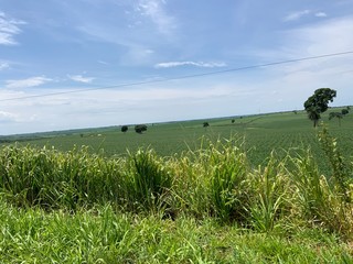 green field and blue sky