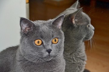 British cat and his reflection