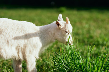 Obraz premium goat on the meadow