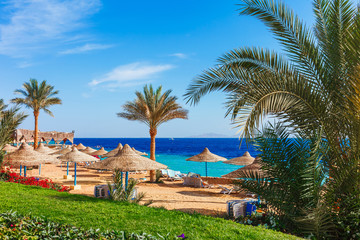 Fototapeta na wymiar Sunny resort beach with palm tree at the coast shore of Red Sea in Sharm el Sheikh, Sinai, Egypt, Asia in summer hot. Bright sunny light