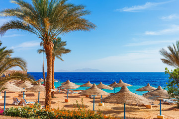 Sunny resort beach with palm tree at the coast shore of Red Sea in Sharm el Sheikh, Sinai, Egypt, Asia in summer hot. Bright sunny light - obrazy, fototapety, plakaty