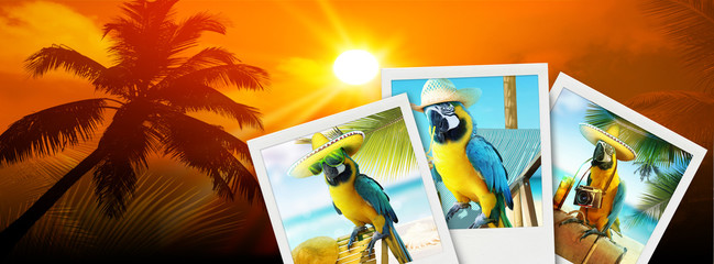 Papagei mit Fotoapparat im Urlaub am Strand