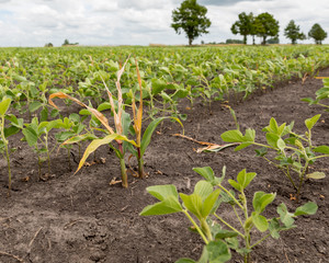 Fototapeta na wymiar Volunteer corn wilting and dying in soybean farm field after herbicide spraying