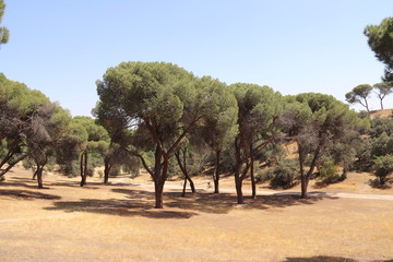 Pins du parc Casa de Campo à Madrid, Espagne