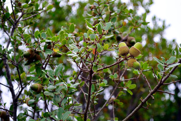 Acorns from Kermes oak tree(Quercus coccifera), Albania.