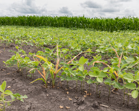 Volunteer Corn Wilting And Dying In Soybean Farm Field After Herbicide Spraying