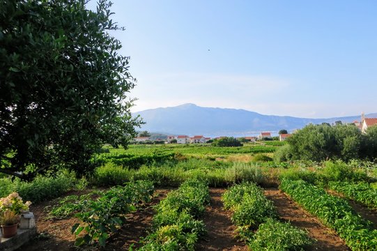 A view of a sprawling wine vineyard growing the local grk grapes with the small town of Lumbarda in the background, on Korcula island in Croatia.