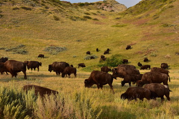 Buffalo roaming and grazing on the northern plains.